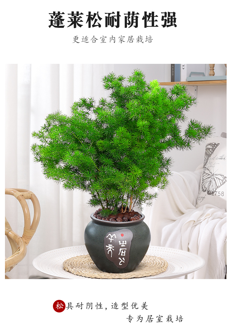 蓬莱松树盆栽植物办公室内花卉生肖猴客厅小绿植好养老桩盆景 蓬莱松5