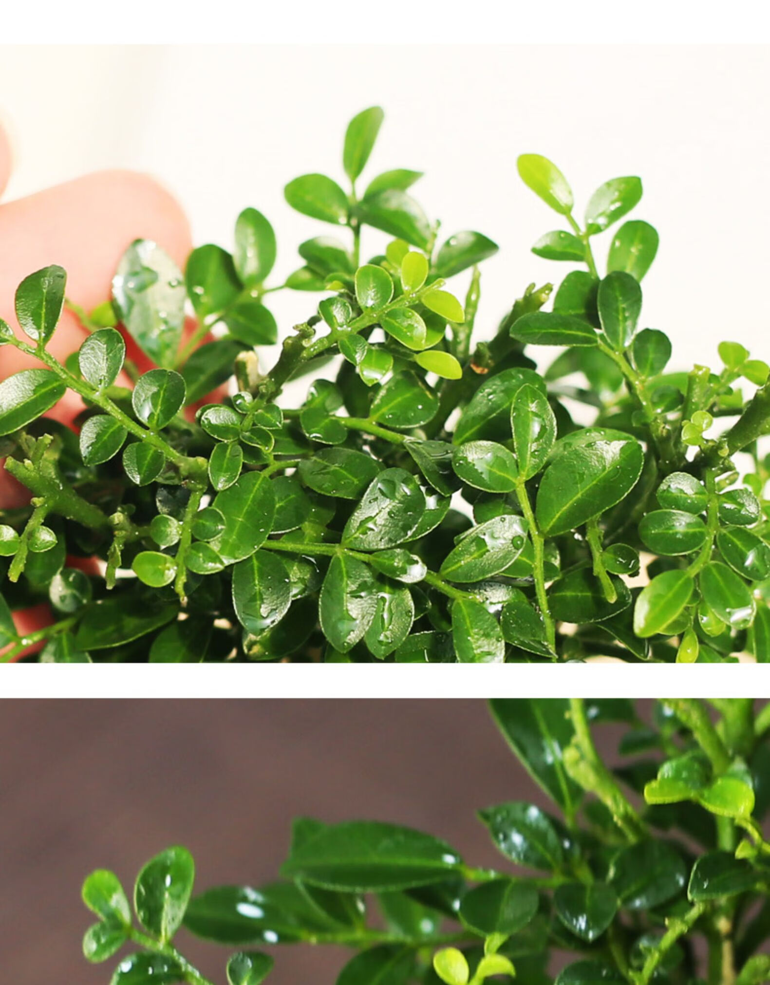 达摩九里香小叶九里香盆景桌面趣味微盆景书房茶桌禅意植物 90#原盆