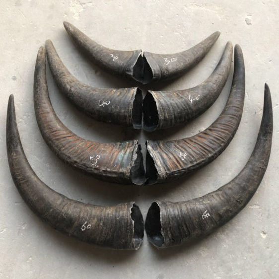 北京同仁堂原料天然黑水牛角原料牛角号空心原材料号角角弓原材料内廷