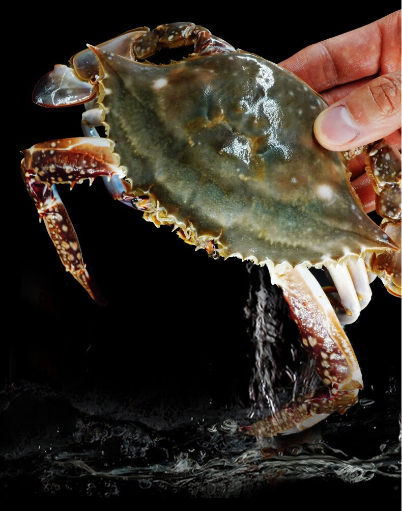活鲜三蟹岛莱州鲜活梭子蟹鲜活梭子蟹新鲜飞蟹特大海螃蟹满黄红膏母蟹