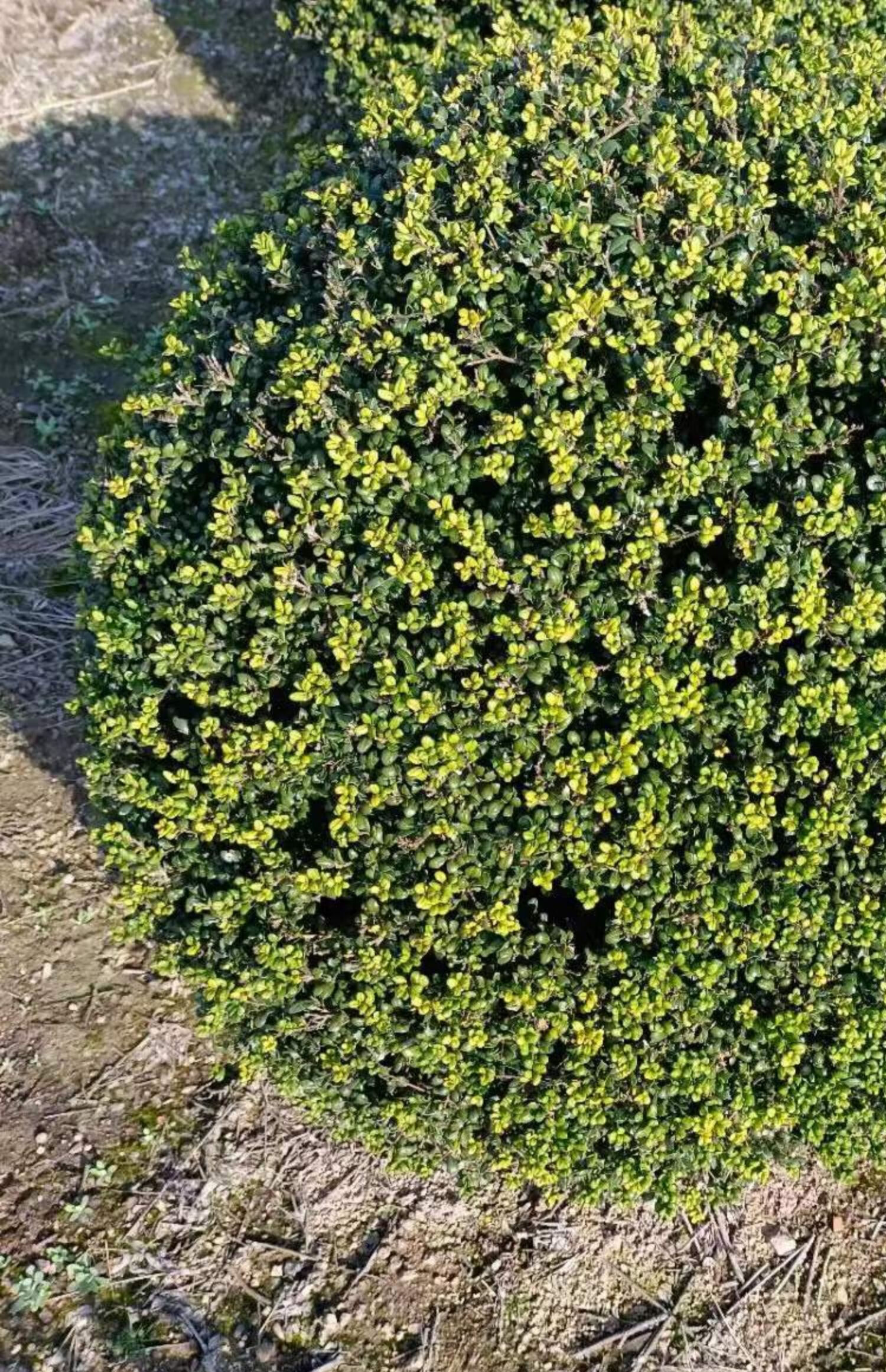 龟甲冬青球四季常青庭院绿化工程苗木球形树苗名贵风景树室外植物