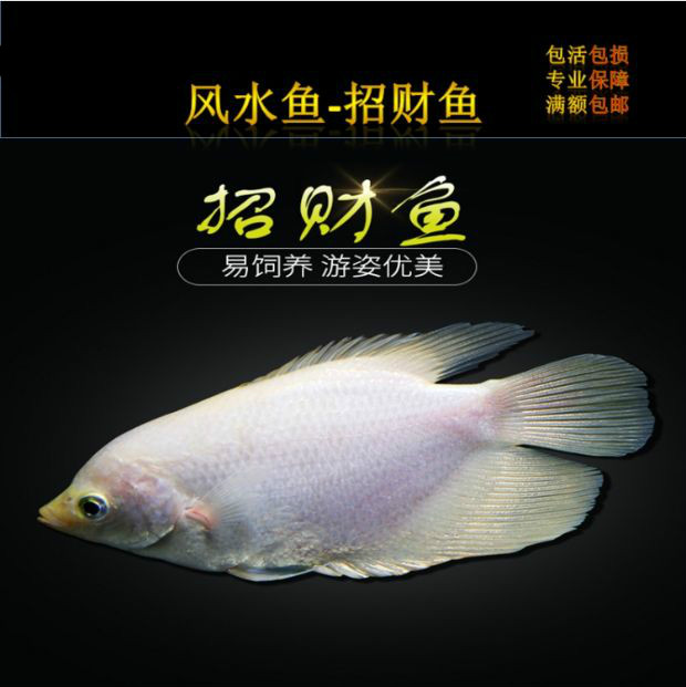 特价促销黑眼红眼招财鱼黄金战船风水鱼红尾招财热带观赏鱼活体 红尾