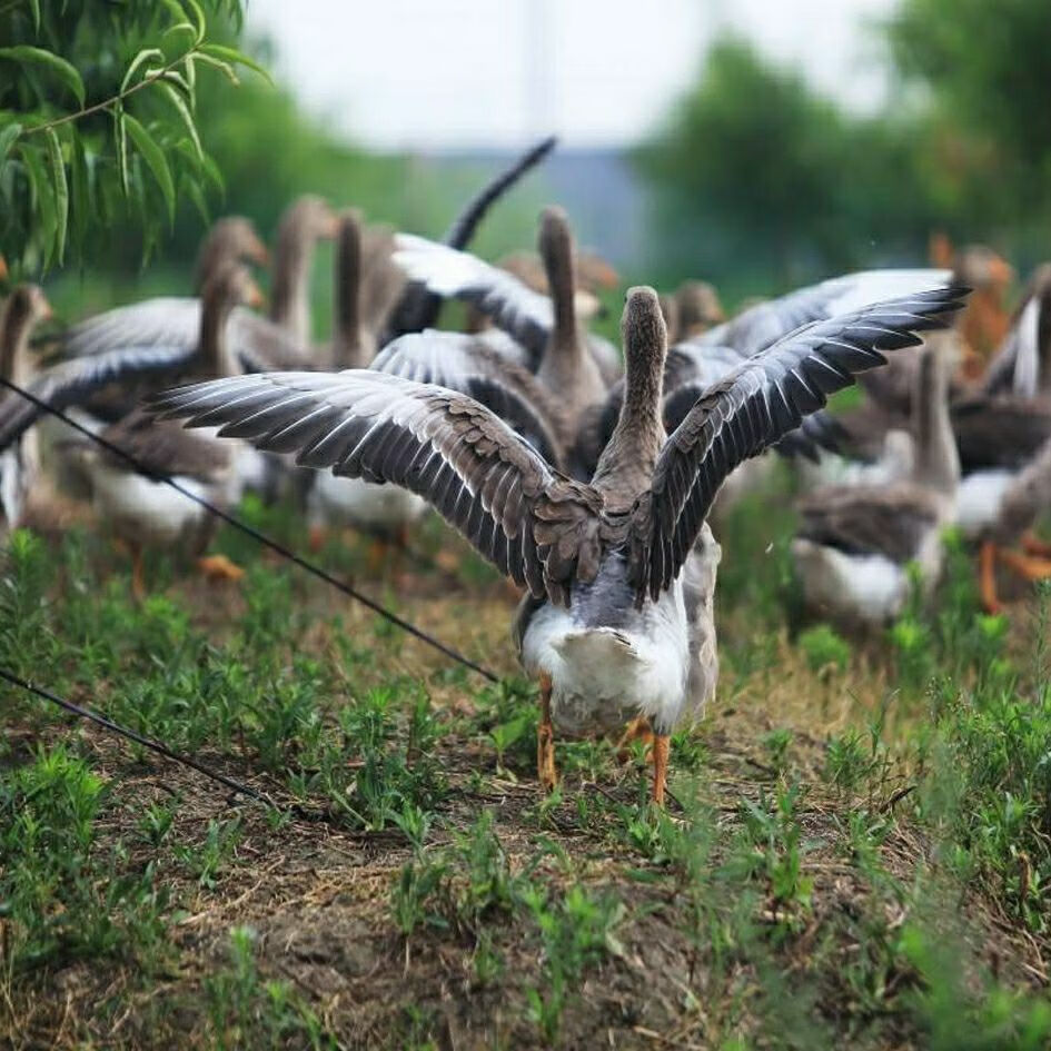 广纳力驰【现杀整只】周边农家散养鹅鸿雁冷冻红嘴雁广纳力驰 5-6斤雁