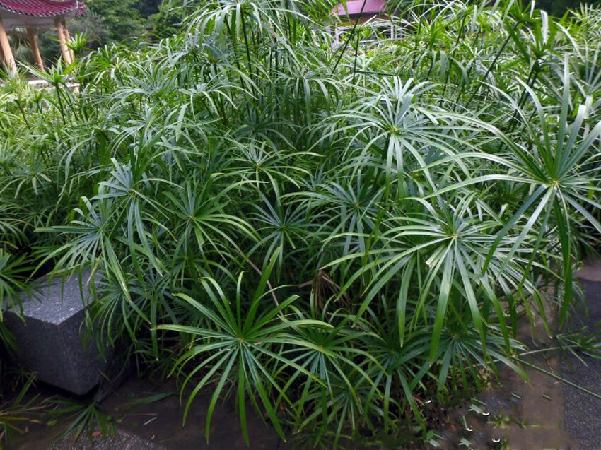 水生植物水生水培植物龟水竹盆栽水棕竹鱼缸水池塘旱伞草风车草苗鱼塘