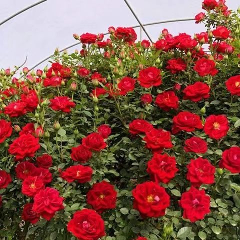 多彩色变色龙藤彩虹 藤本月季花苗庭院爬藤月季植物四季蔷薇开花 藤