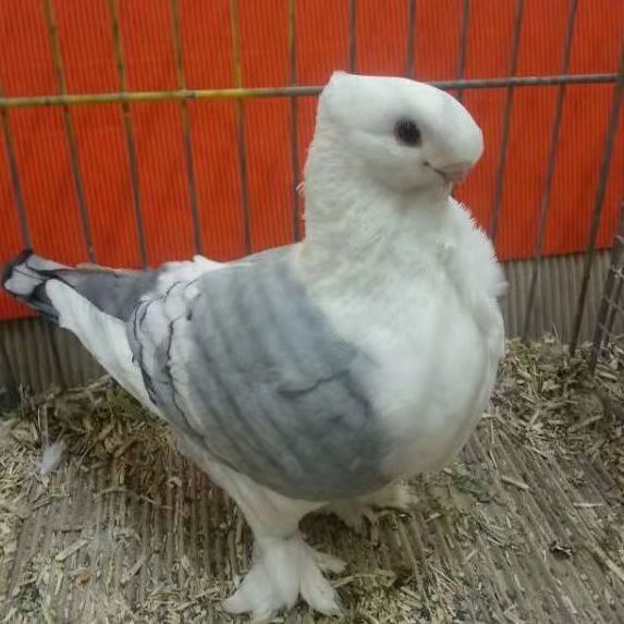 观赏鸽子淑女鸽黑细花淑女鸽兰花淑女鸽子活物一对批发宠物鸽活体