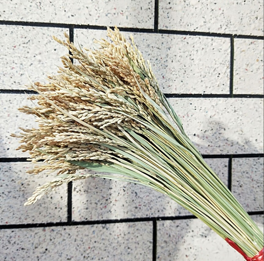 稻穗装饰 真稻子稻谷干花 桌摆造景布景 丰收拍摄影道具j11 金黄50支