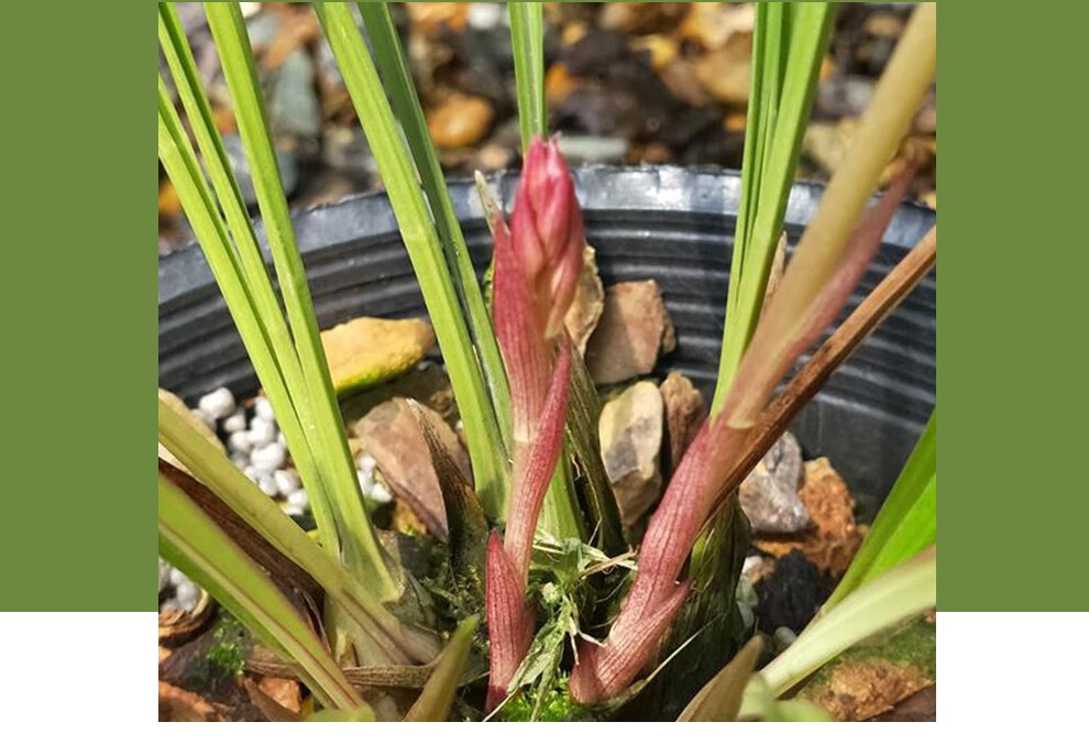 艾莹兰花苗建兰红花市长红夏带浓香花苞出售好养室内花卉绿植盆栽1棵5