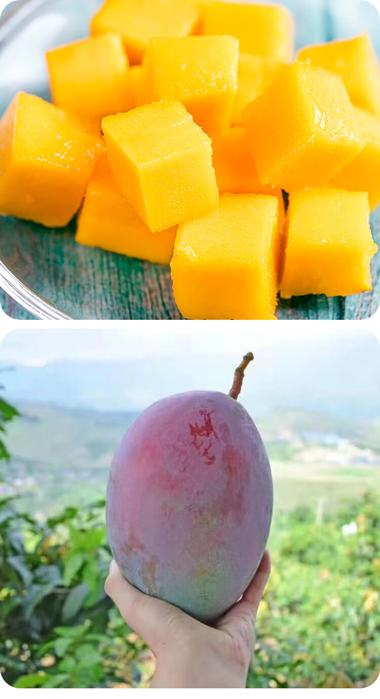 攀枝花凯特大芒果四川当季新鲜水果大青芒 【特大果】400g起 5斤