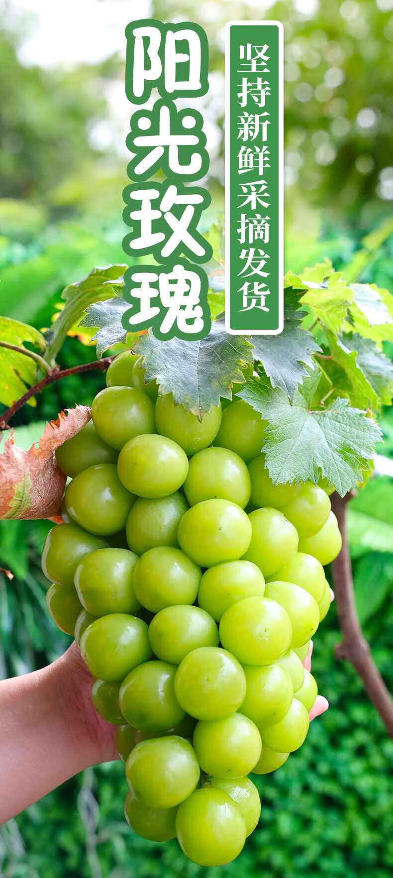 阳光玫瑰葡萄香印青提子晴王葡萄孕妇当季新鲜水果 2斤精选果(保温箱