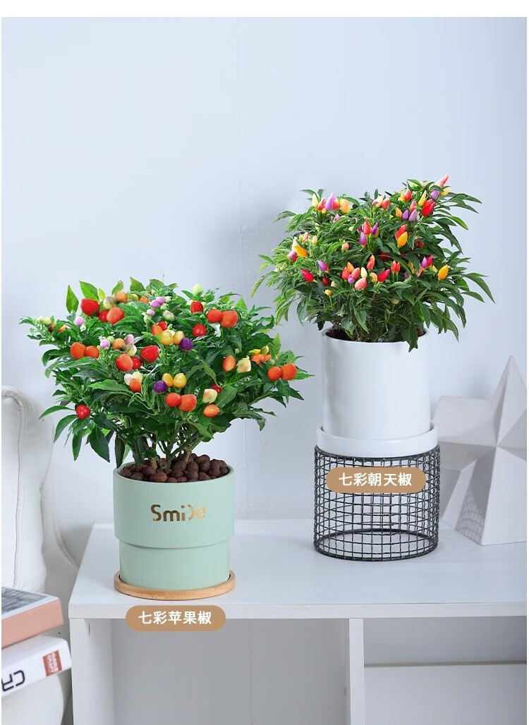 辣椒树树苗七彩椒盆栽树苗可食用小辣椒五彩椒小朝天椒阳台多彩带果