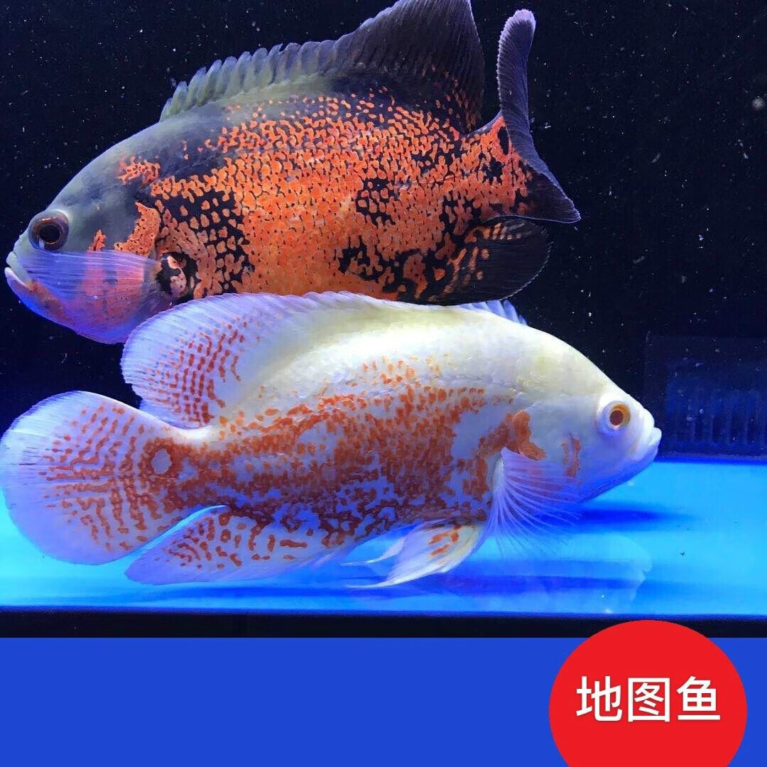 黑地图鱼红白地图猪仔鱼黑白地图发财鱼中大型淡水热带观赏鱼活体 18