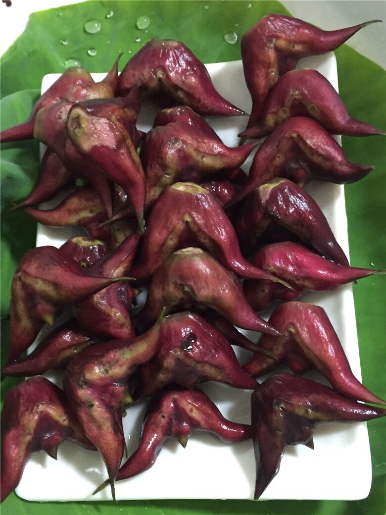 旷古农业 湖北洪湖特产红菱角 野生菱角新鲜菱角老菱角 2.5kg