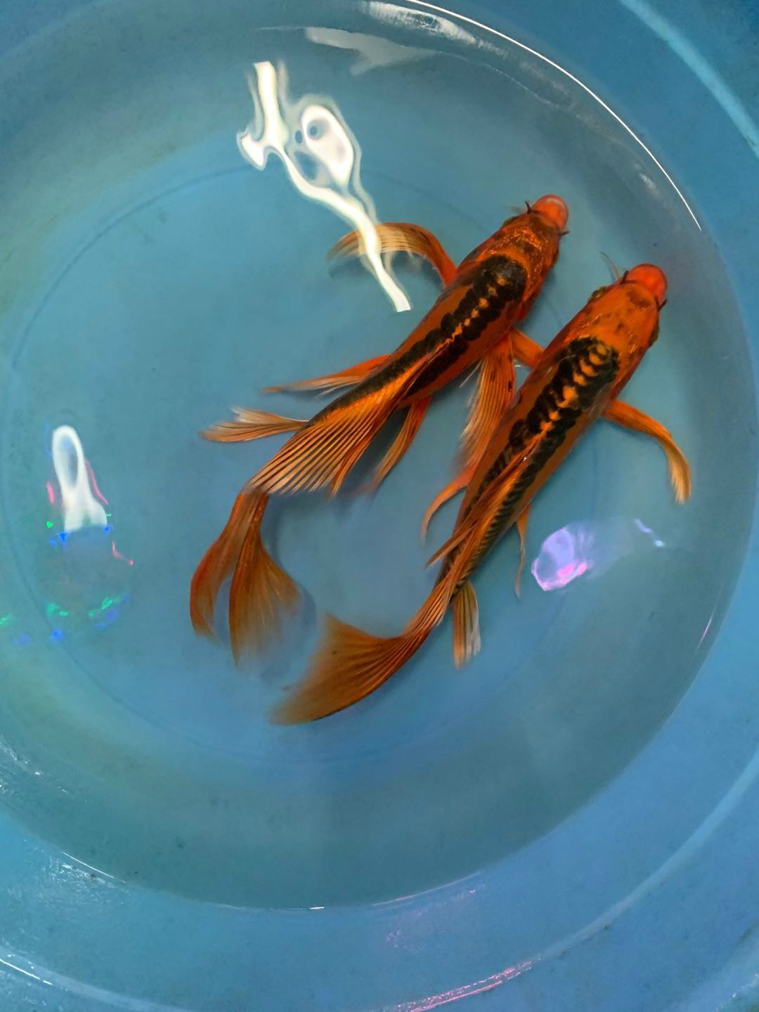 德系红松叶龙凤锦鲤鱼苗火凤凰长尾冷水包活 16-18厘米一条【图片