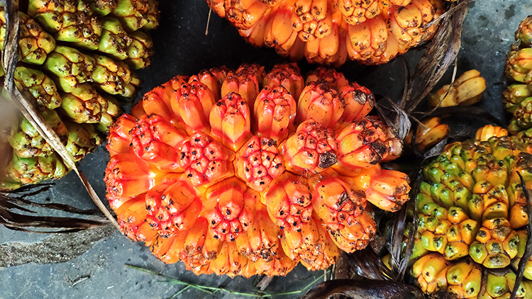 滴血莲花菩提原料19年新鲜整果 原籽毛料血单颗野菠萝sn6402 全7瓣干