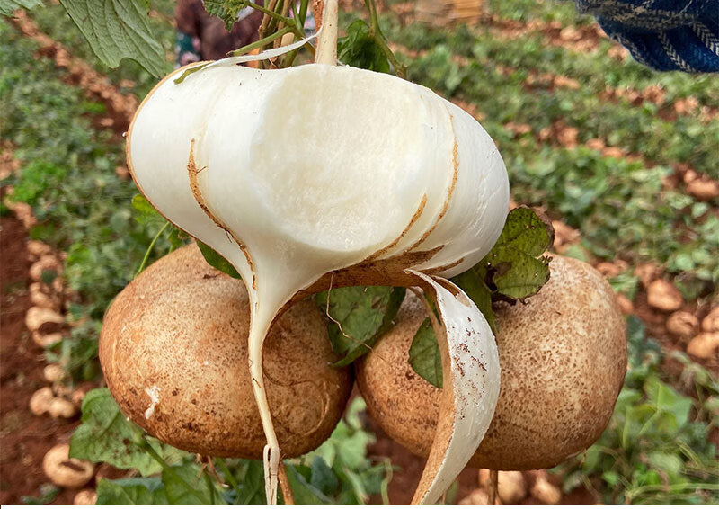 现挖凉薯新鲜白地瓜10斤装广西土瓜红土豆薯农家沙番薯山芋55斤中果