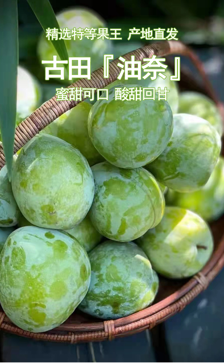 正宗古田油奈李子新鲜水果脱骨李子青脆李福建奈李3/5斤大果现货 奈李