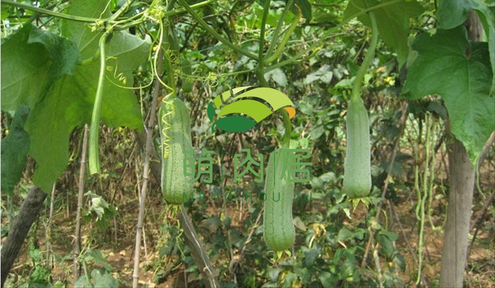 更多>>名稱:絲瓜,勝瓜,菜瓜,luffa cylindrica 科屬:葫蘆科絲瓜屬