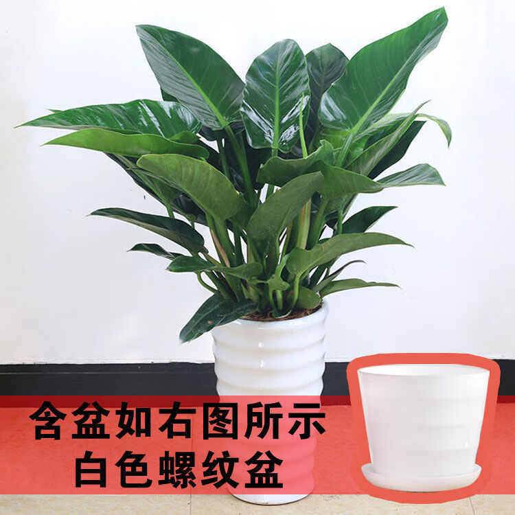 绿公主大叶金钻红钻吸毒王四季常青吸室内桌面绿植盆栽花卉 绿钻15-22