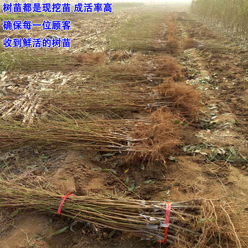 黑桃王嫁接苗特大桃苗当年结果桃树果苗黑桃皇后10年苗81cm含110cm含