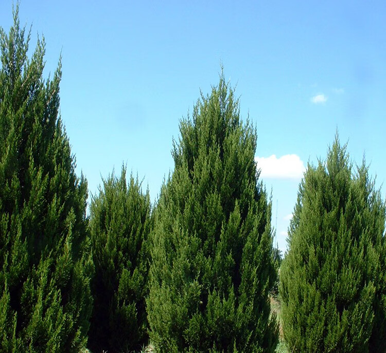 龙柏苗宝塔松树塔柏树侧柏树扁柏树刺柏球松柏树绿化苗木洒金柏球冠幅