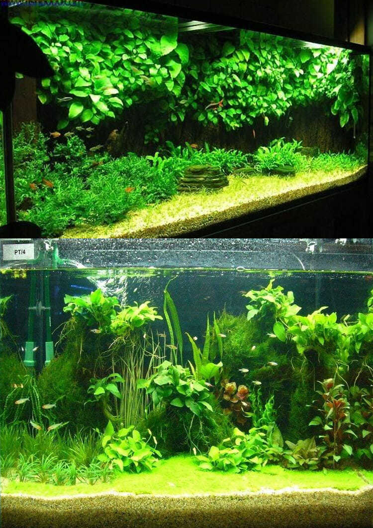 小鱼缸造景阴性辣椒榕绑沉木丹麦迷你小水榕水草懒人活体淡水植物迷你