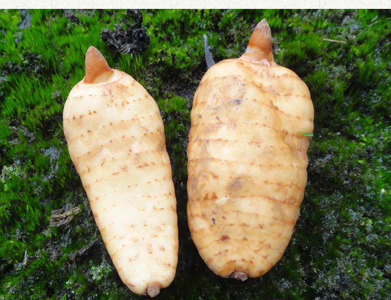 新鲜天麻贵州深山现挖活天麻中药大方乌天麻鲜500g非野生天麻特级 2-3