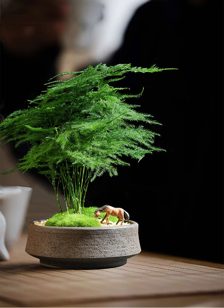 文竹小盆栽室内好养植物云竹盆景四季常青办公室桌面绿植小型盆栽请