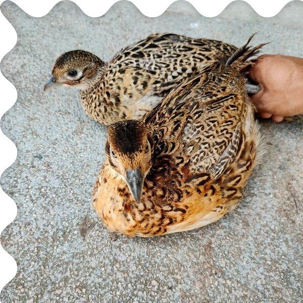 【顺丰发货】七彩山鸡脱温苗半大山鸡包活到家1斤左