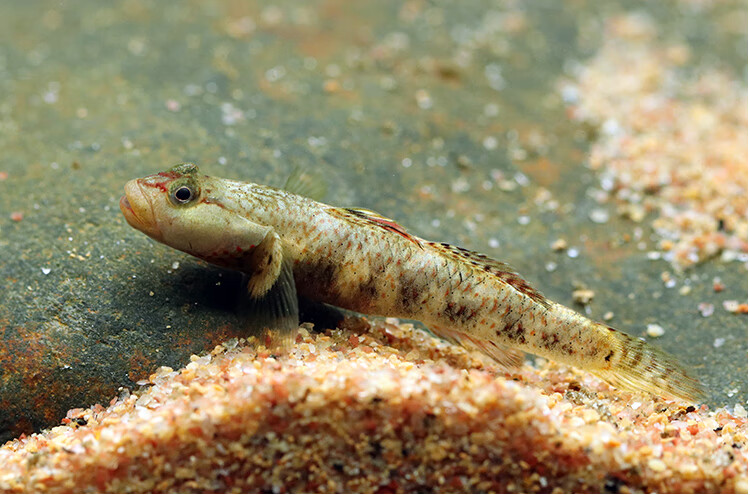 白面溪吻虾虎鱼白颊虾虎鱼虾虎鱼溪吻虾虎鱼原生鱼活体宠物观1061 白