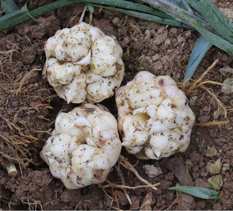 更多参数>>类别:百合商品产地:中国大陆商品毛重:1.