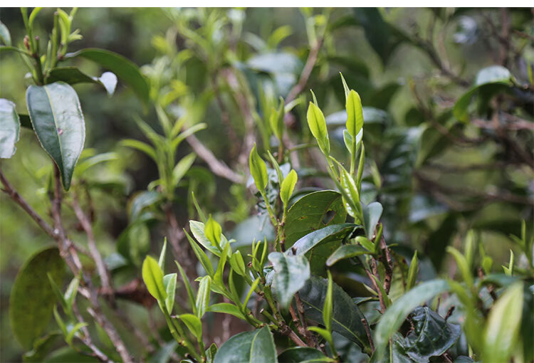 苍勐七星2022新茶云南凤庆古树滇红茶金螺金芽罐浓香型红茶叶手提袋