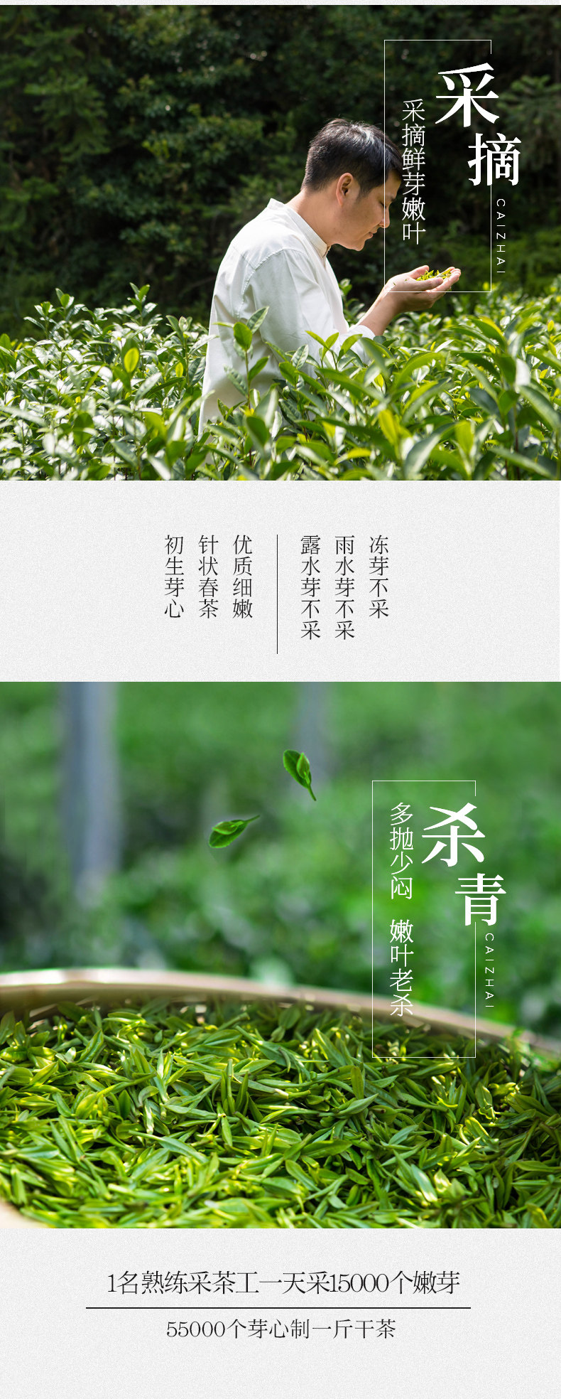 南京雨花茶250g2021新茶上市荼叶春茶绿茶浓香型茶叶罐装250g