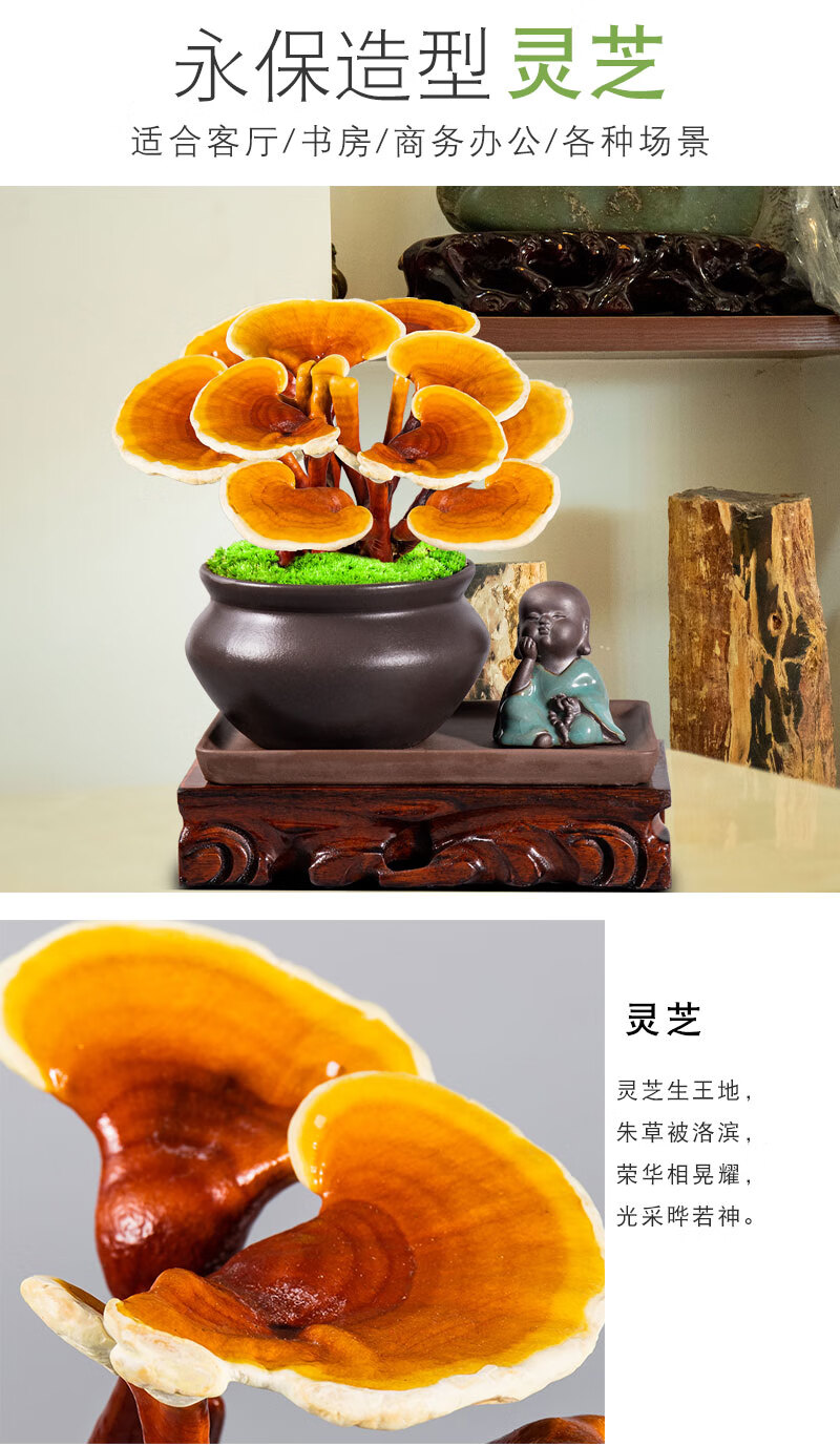 灵芝盆景赤灵芝观赏盆栽活体植物室内客厅办公室好养桌面绿植摆件t6