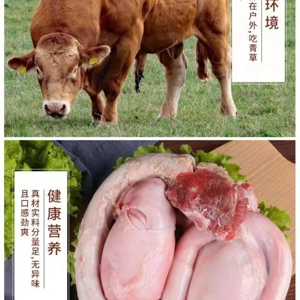 活牛牛鞭有多长图片