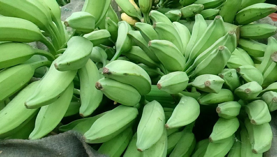 广西大芭蕉牛蕉牛角蕉广东大蕉酸香蕉酸甜大芭焦巴蕉非蕉粉蕉 5斤