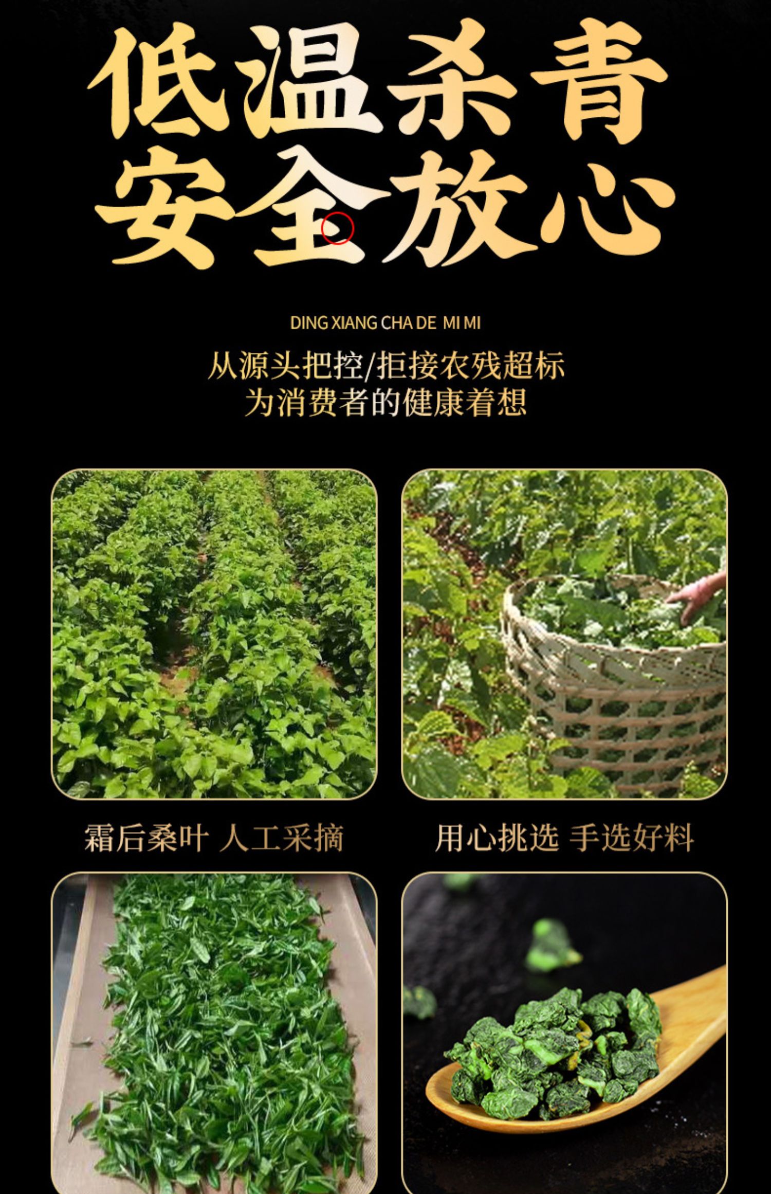 霜后桑叶茶500克桑树叶桑葚霜桑叶新鲜无中药材桑叶干官方旗舰店