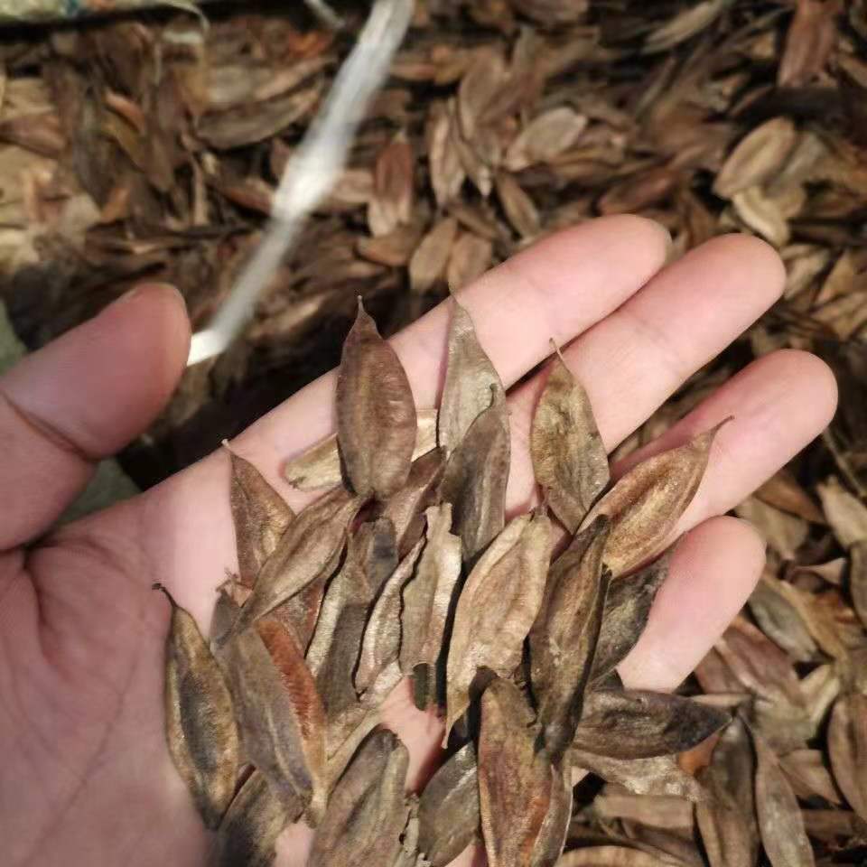 唯友新采杜仲种子杜仲树种子杜仲种子 中药材杜仲籽发芽率高 杜仲种子