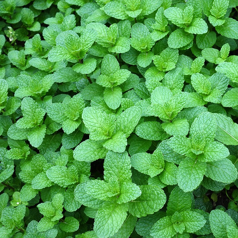 現摘新鮮薄荷 食用青綠薄荷 留蘭香 魚香菜 250克新鮮薄荷葉【圖片