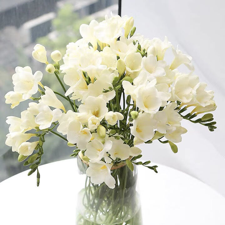 香雪兰鲜花小苍兰云南昆明直发送人花束家用办公室插花水养好养活