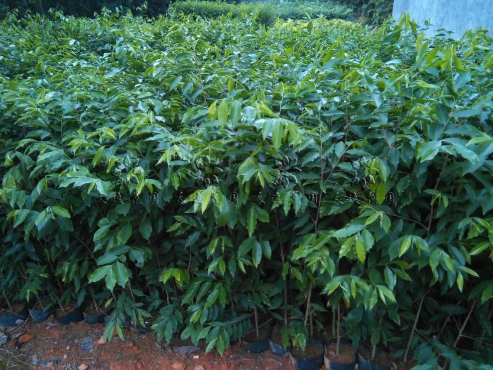 树苗沉香树苗金丝楠木黄花风铃木 黄花风铃10-20cm(2棵杯苗) 20cm(含)