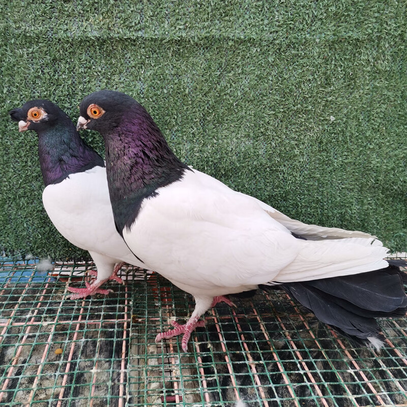 鸽子活体物一对各种观赏鸽大全种鸽凤尾摩登那两头乌点子淑女成年 灰
