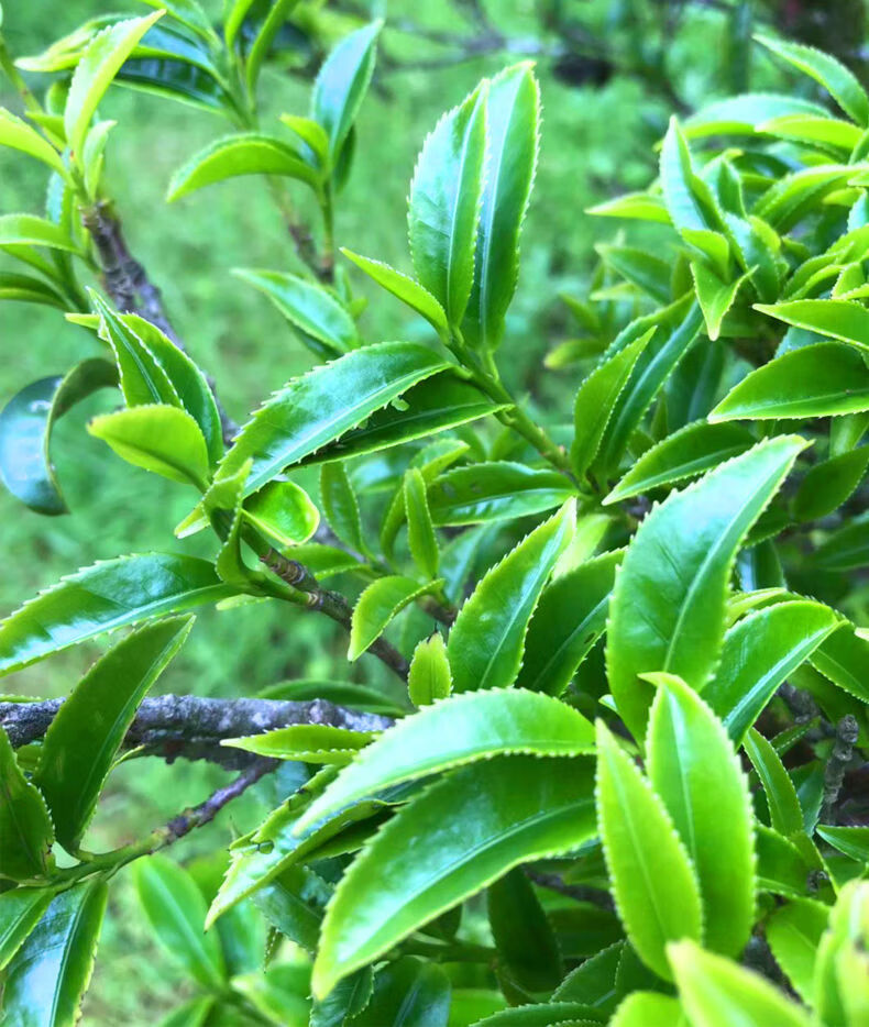 乌岽单枞【百年锯朵仔】潮州工夫茶 古树老枞 高端单丛茶 古树茗枞