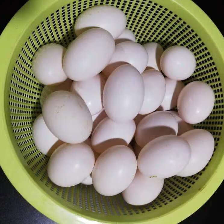 新鲜鸽子蛋初生白鸽蛋轻微破壳鸽蛋原粮喂养20枚康如四云精选鸽子蛋20