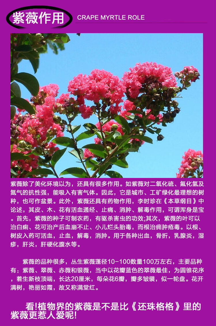 泡金银花功效作用是什么_泡金银花功效作用及禁忌_泡金银花的功效与作用