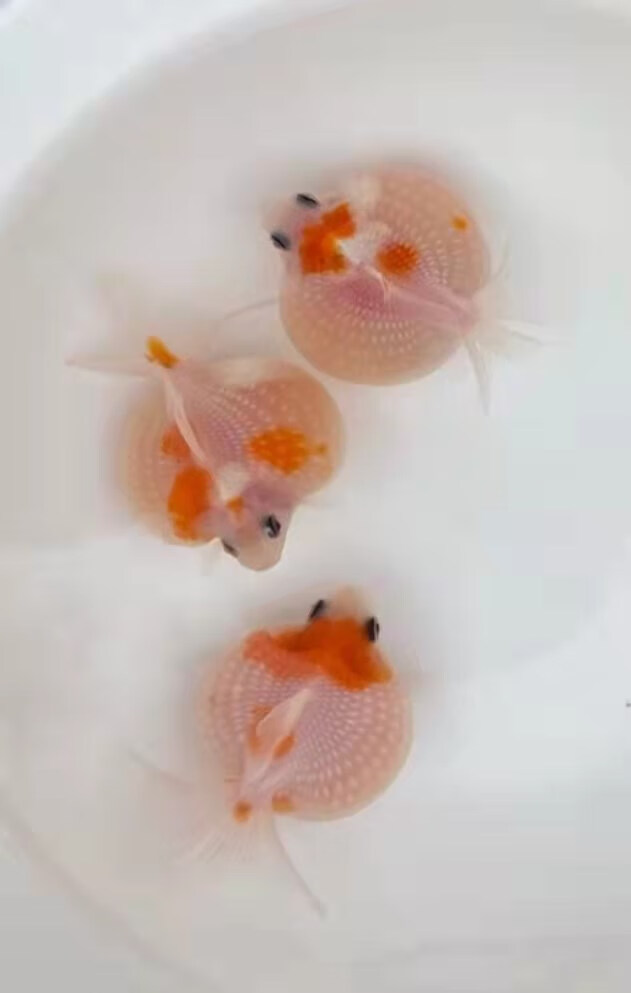 精品鼠头珍珠 超好养小尾球形珍珠金鱼观赏鱼国粹冷水鱼 【五花珍珠】