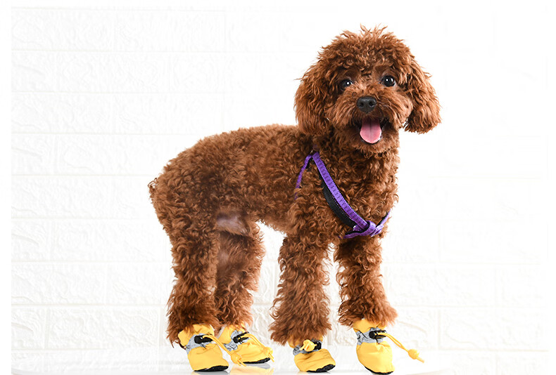 泰迪狗鞋子四季穿的狗狗鞋子泰迪小型犬一套4只 宠物鞋软底四季鞋套