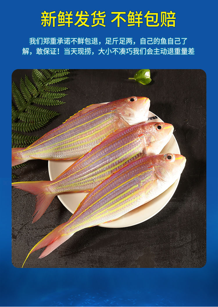 紅杉魚海魚新鮮冷凍海鮮水產深海釣紅三魚金絲魚金線魚紅衫魚批發海鮮