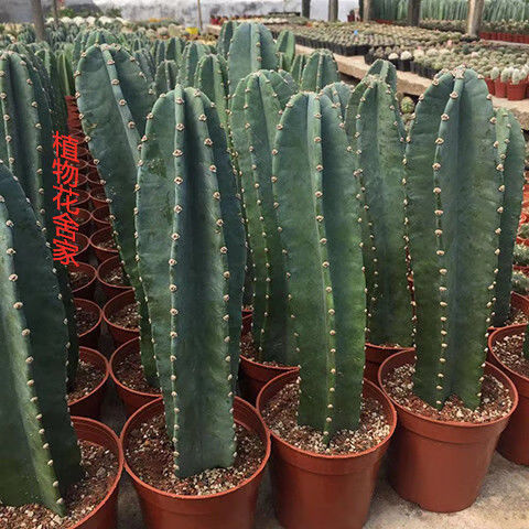 量天尺仙人柱无刺沙漠植物仙人掌类仙人柱开花室内ins北欧风绿植