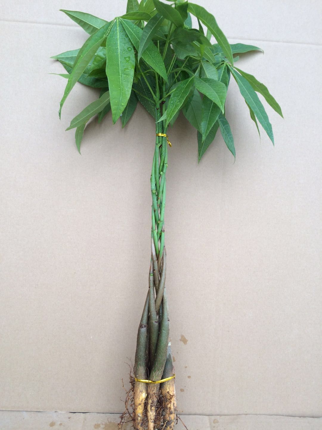 发财树苗花卉辫子发财树苗植物盆栽室内绿植盆景招财树摇钱金钱树 5辨